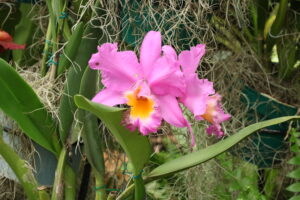 El Jardín Botánico de Cali abre un nuevo pabellón dedicado a las orquídeas del bosque seco tropical